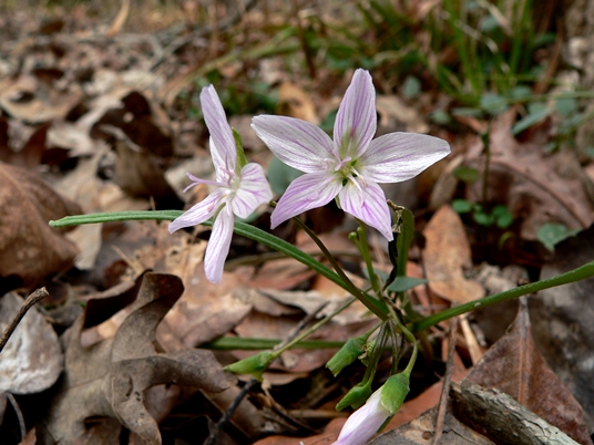 {Claytonia virginica}